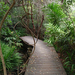 Manly Scenic Walkway boardwalk (82390)