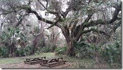 Tables under oak tree