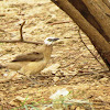 White-headed Babbler