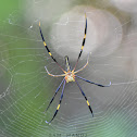 Giant Golden Orb Weaver