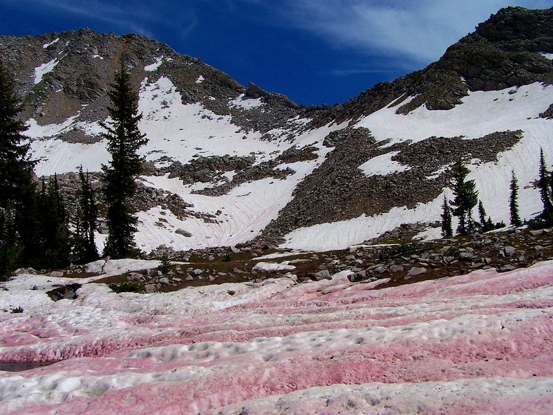 watermelon-snow-6