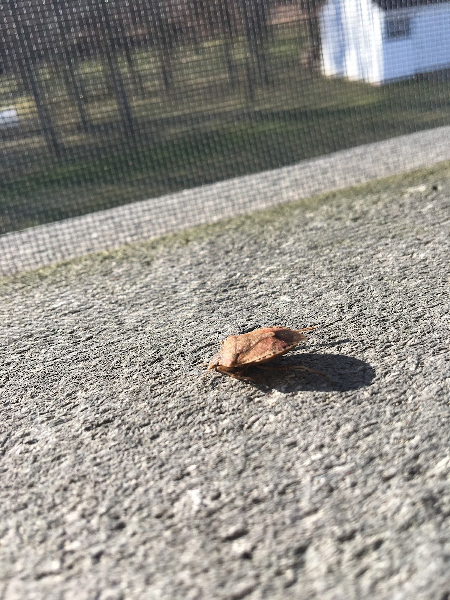 Brown Marmorated Stinkbug