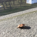 Brown Marmorated Stinkbug