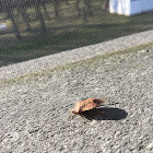 Brown Marmorated Stinkbug