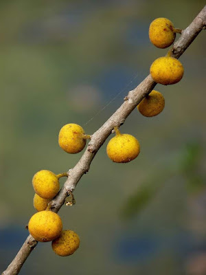 Did you know that Sandpaper tree's leaves with silica content are widely used as a source of sandpaper to smooth wood and calabashes, and to impart the last fine-grade polish to ivory apart from use in folk medicine?