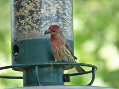 Was this Bird a witness?