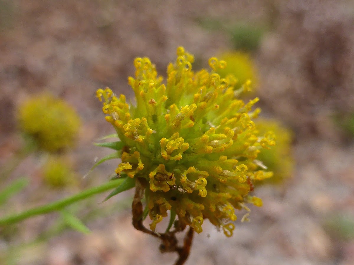 Coastal Plain Honeycombhead