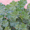 Cheeseweed mallow, Egyptian mallow