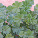 Cheeseweed mallow, Egyptian mallow