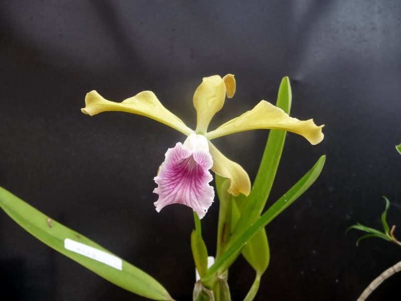 Cattleya (Laelia) grandis P1170873