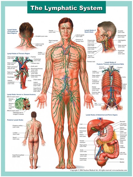 Lymph-System