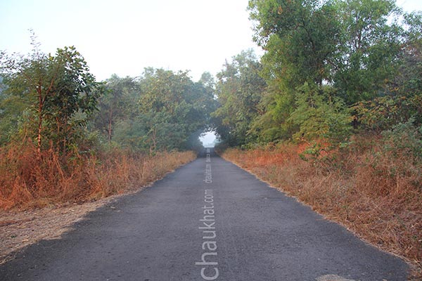 Misty forest road - zoomed out