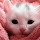 Pink Kitten HD Wallpapers Theme