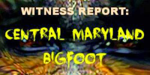 Witness Report Central Maryland Bigfoot