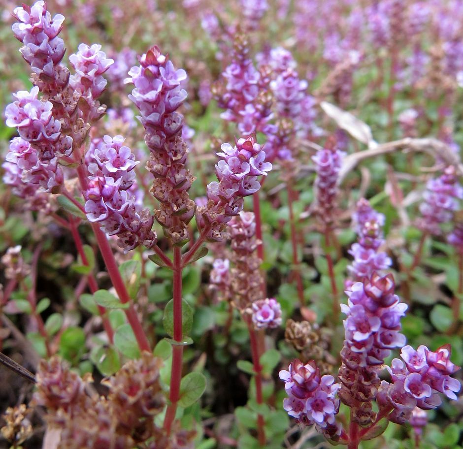 Ротала круглолистная (Rotala rotundifolia)