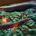 electric eel in Shinagawa, Japan 