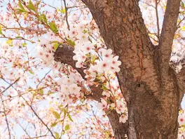 桜の木の下で──