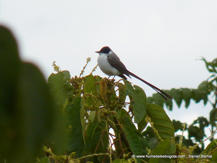 Tijereta en el humedal Santa María del Lago