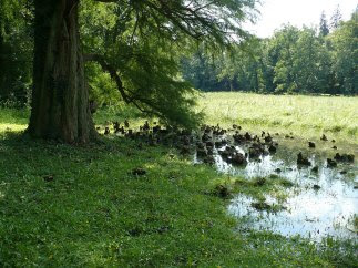 Cypryśnik błotny Taxodium dystichum