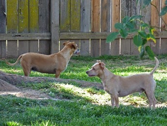 You watch that way, I'll watch this way.  (Charley and Parker)