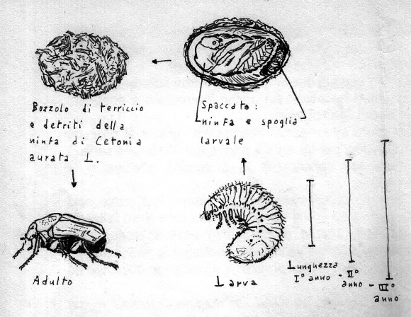 CICLO CETONIA dis-