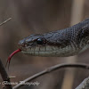 Texas Rat Snake