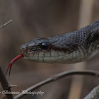 Texas Rat Snake