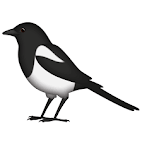 magpie clip art