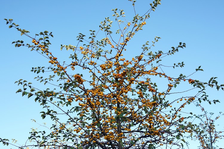 [paris%2520fruit%2520tree%2520on%2520les%2520berges%2520111515%252000000%255B9%255D.jpg]