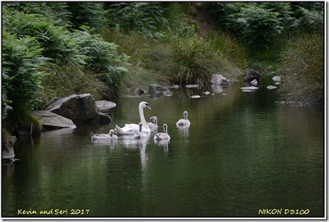 Bradgate Park - July