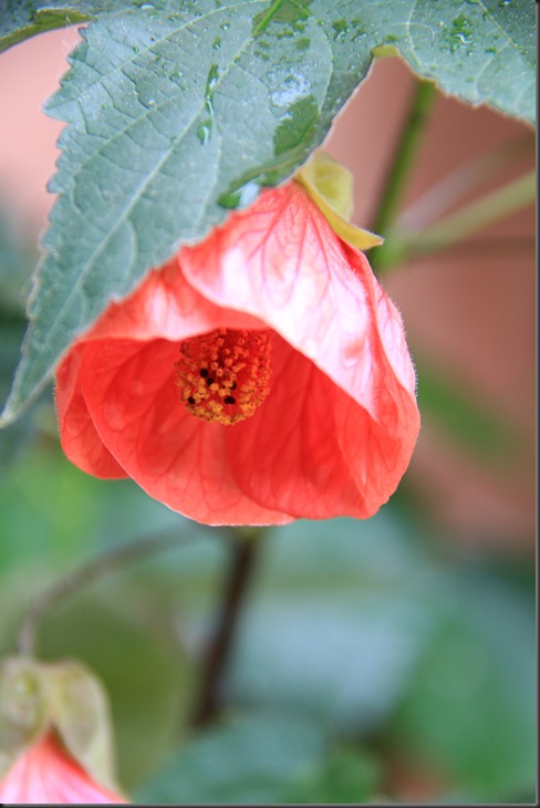 abutilon (2) abutilon (2)