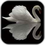 Cover Image of Download Swan Video Live Wallpaper 2.0 APK