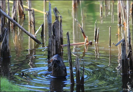 otter with fish