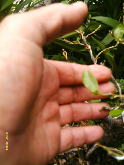 Outro  Ficus Microcarpa... IMAG0109