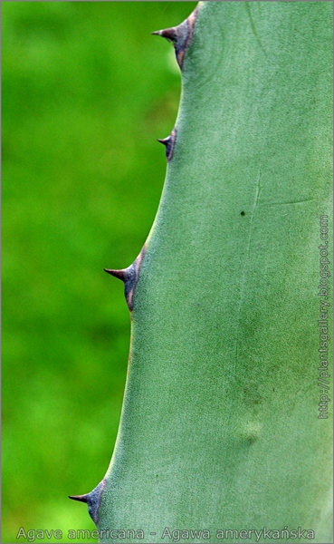 Agave americana leaf - Agawa amerykańska liść