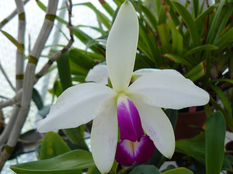 Cattleya violacea f. semi-alba P1050306