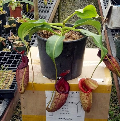 Nepenthes talangensis x robcantleyi