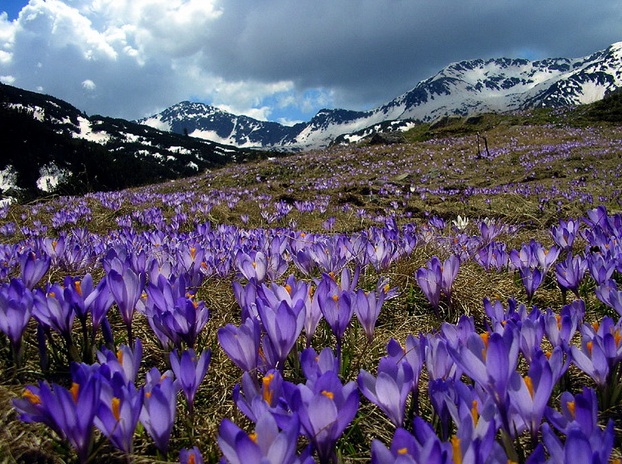 கண்ணைக் கவரும் அழகிய பூக்கள் Amazing_Purple_Flowers_13