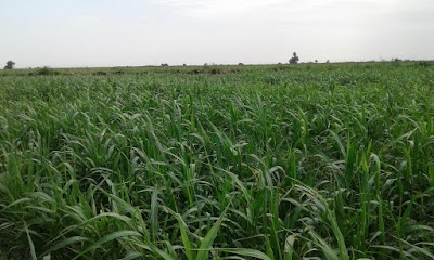 photo of Wad Medani Muslim Cemeteries