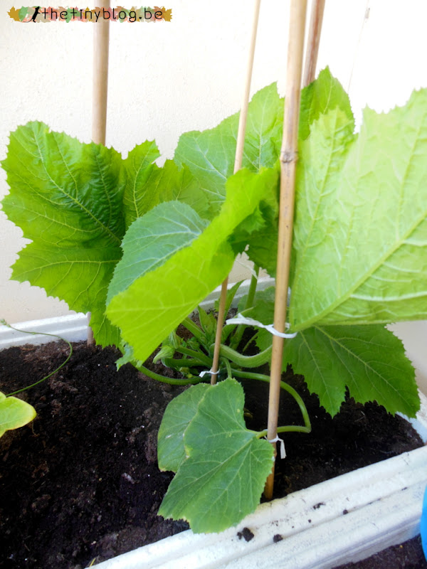 My balcony urban vegetable garden June 2015 in Brussels