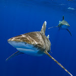 Oceanic whitetip shark 