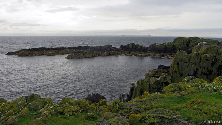 2016-08-11 Isle of May 0179_TS 2016-08-11 Isle of May 0179_TS