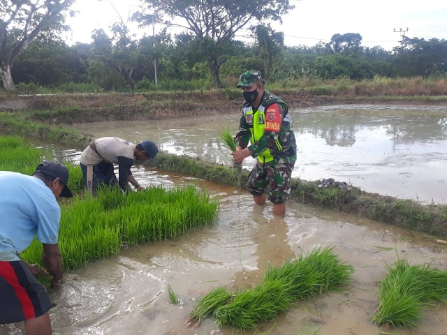 Babinsa Babulu Darat Terjun ke Sawah Bantu Warga Cabut Benih Padi