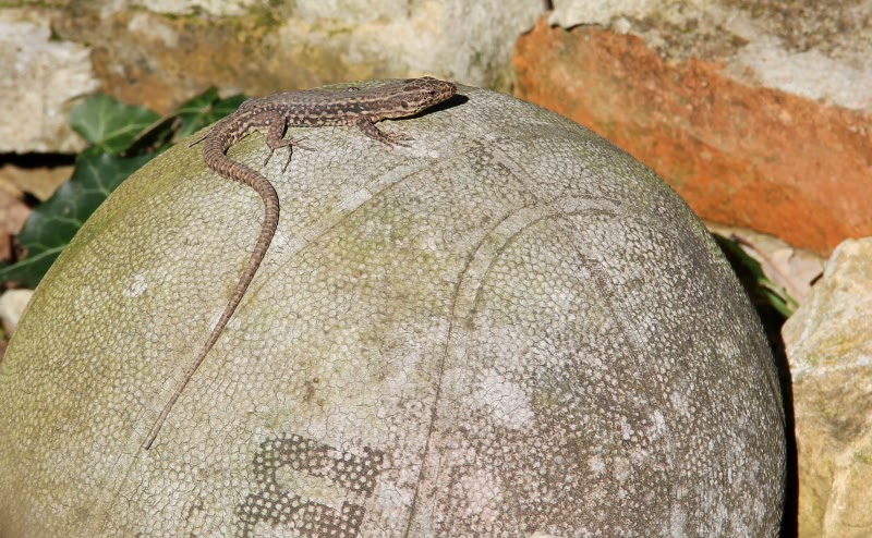 Lézard