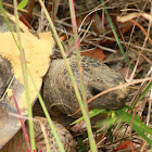 Gopher Tortoise