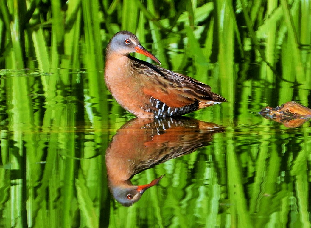 Virginia rail