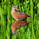 Virginia rail