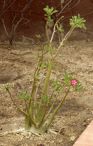 la culture et l'entretien de l'adenium (Rose du désert) - Page 12 _MG_6227