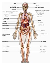 anatomi-tubuh-manusia