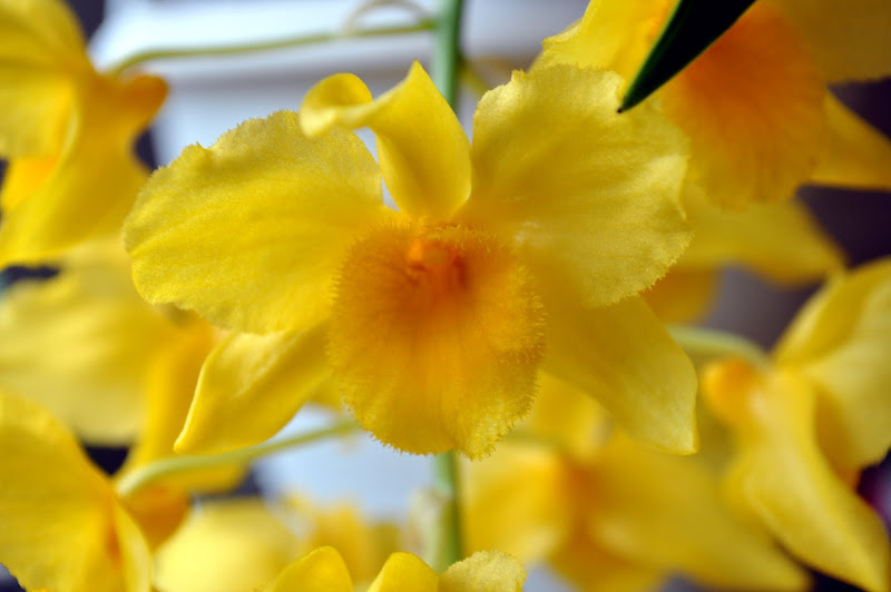 Dendrobium griffithianum [Mise à jour photos] DSC_0012